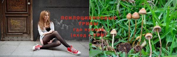 прущие грибы Вязники